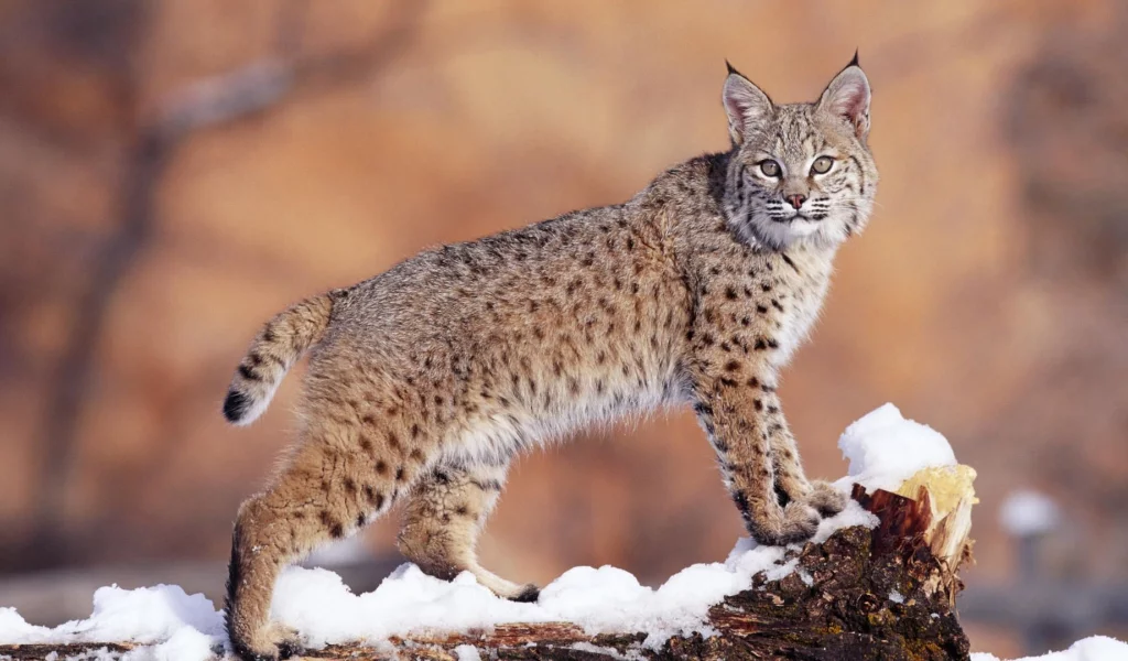 леопард, кошка, снег