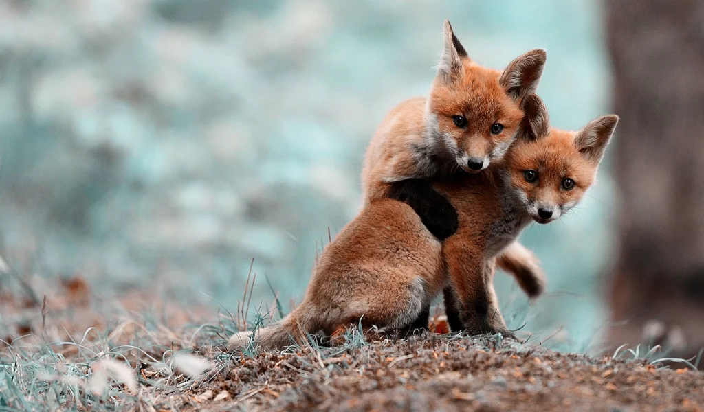 animals, животные, лисы, foxes
