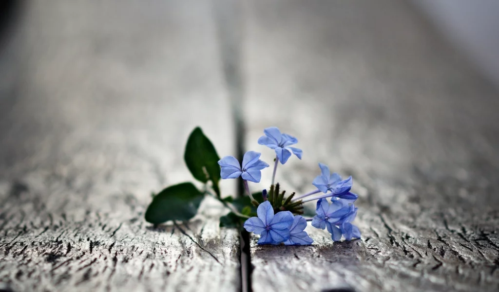 macro, blue flowers, , small