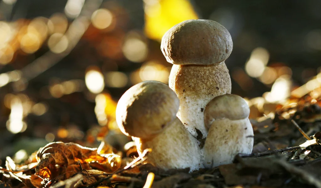 mushrooms, грибы