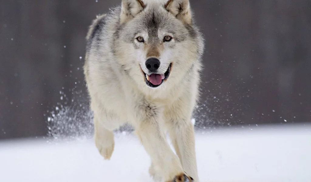 wolves, winter, nature, running, , snow, animals, grey wolf