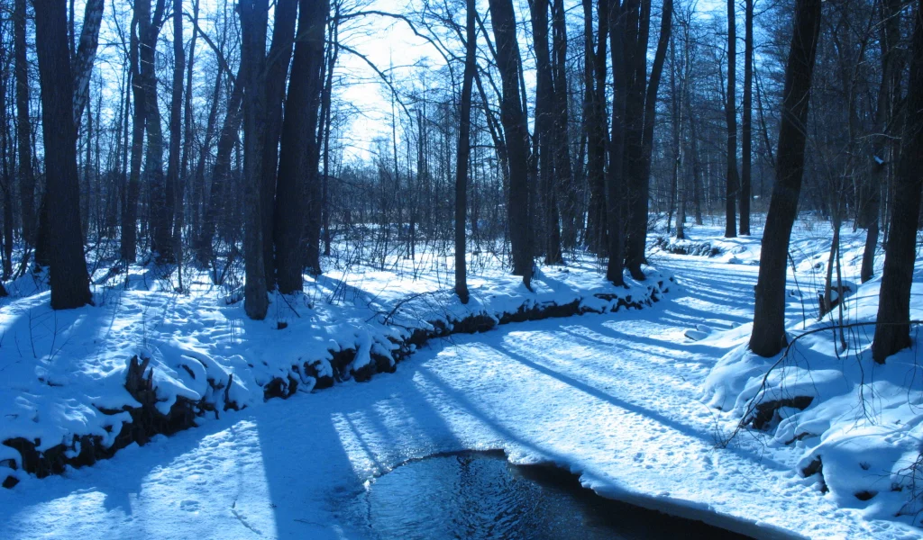 winter, ice, trees, , forest, rivers, water, nature, snow