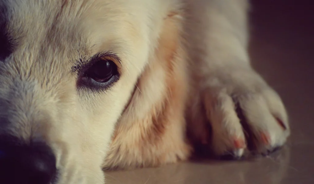 собаки, dogs