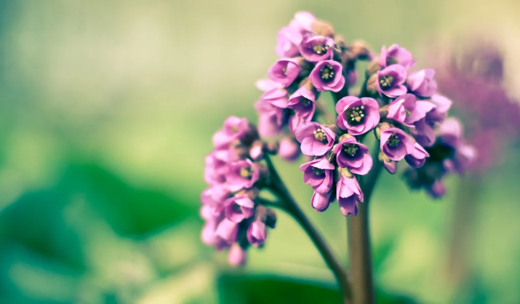 цветы, flowers