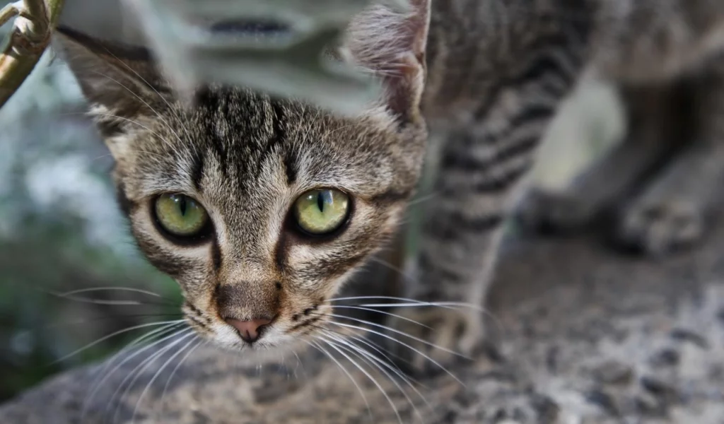 кошки, cats