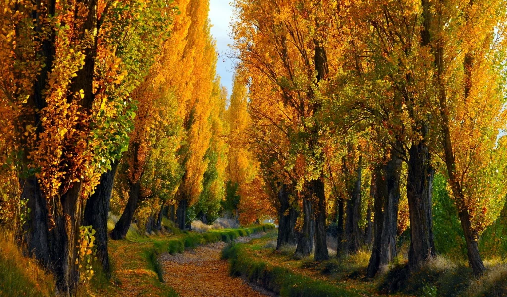 path, деревья, trees, путь