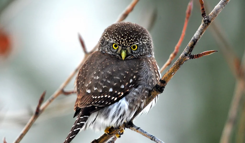 birds, owls, птицы, совами
