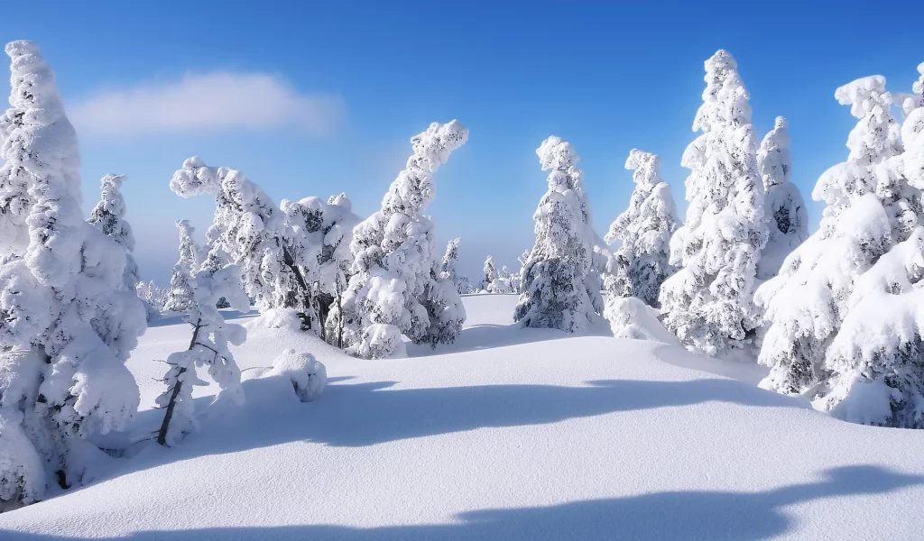 , winter, trees, covered, snow