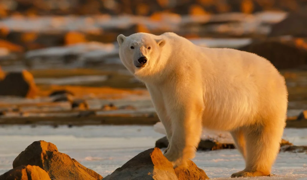 animals, bears, животные, медведи