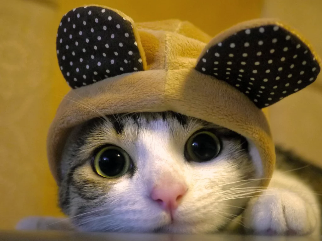 animals, hats, big eyes, funny, головные уборы, животные, забавные, cats, большие глаза, кошки