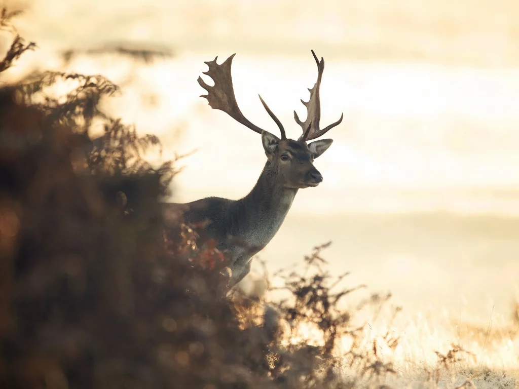 олени, животные, animals, deer