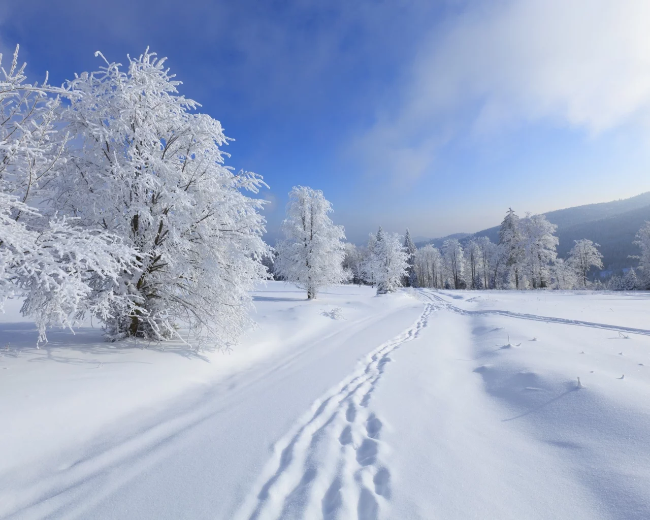 снег, шаги, trees, зима, snow, деревья, steps, winter