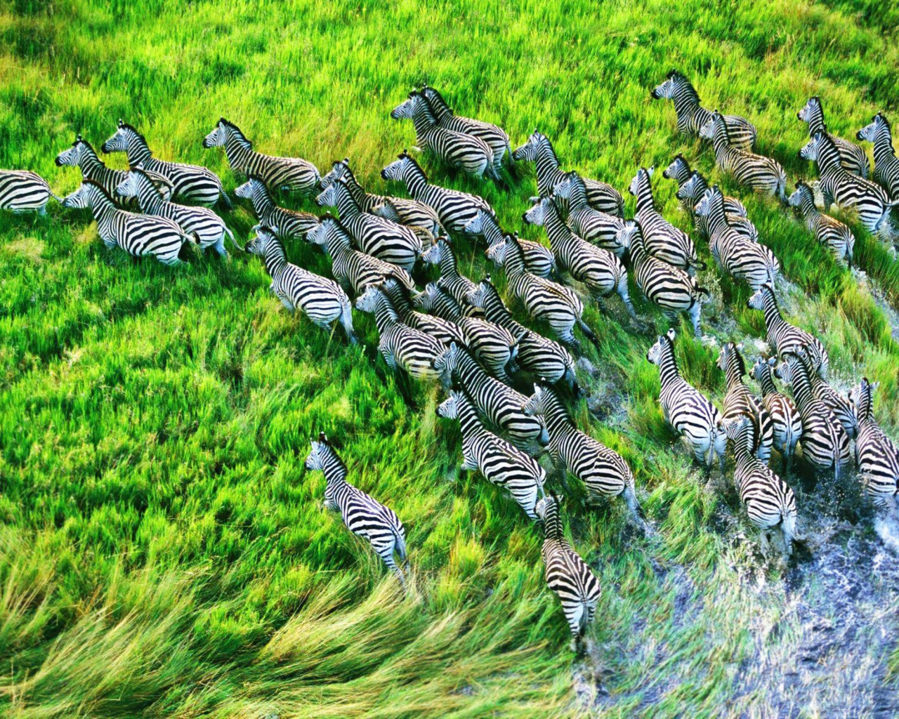 zebras, HDR photography, Grassland, animals, nature, 