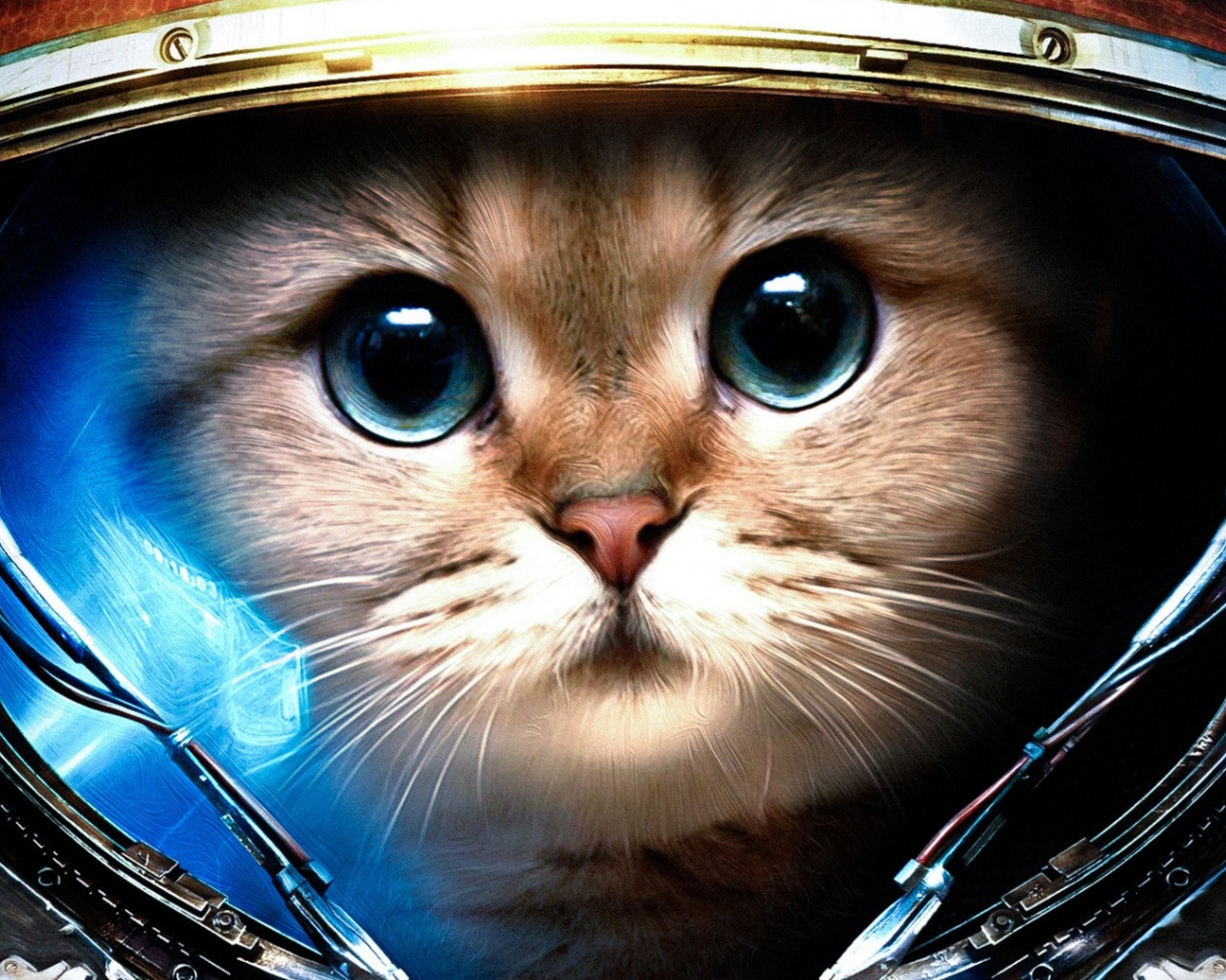 cats (drawn), space suit, кошек ( рисуются), StarCraft II, Скафандр