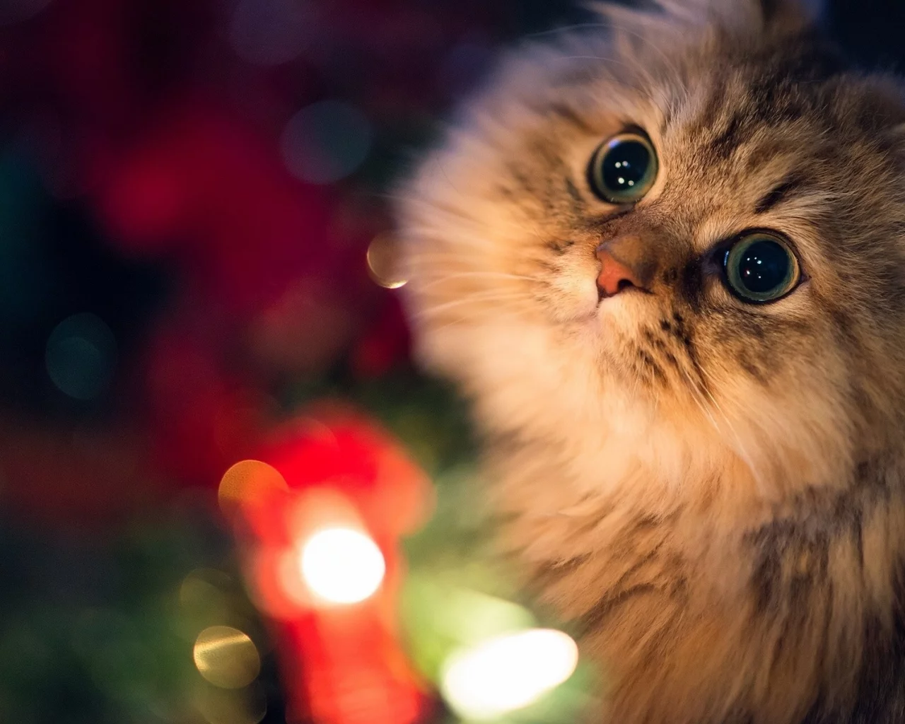 cats, кошки