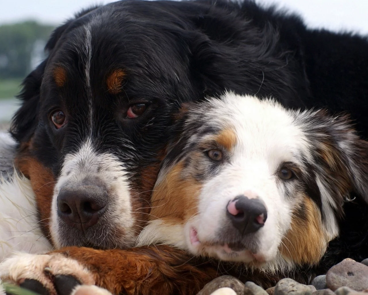 animals, животные
