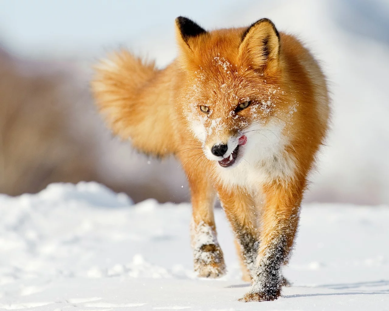 foxes, лисы, snow, снег