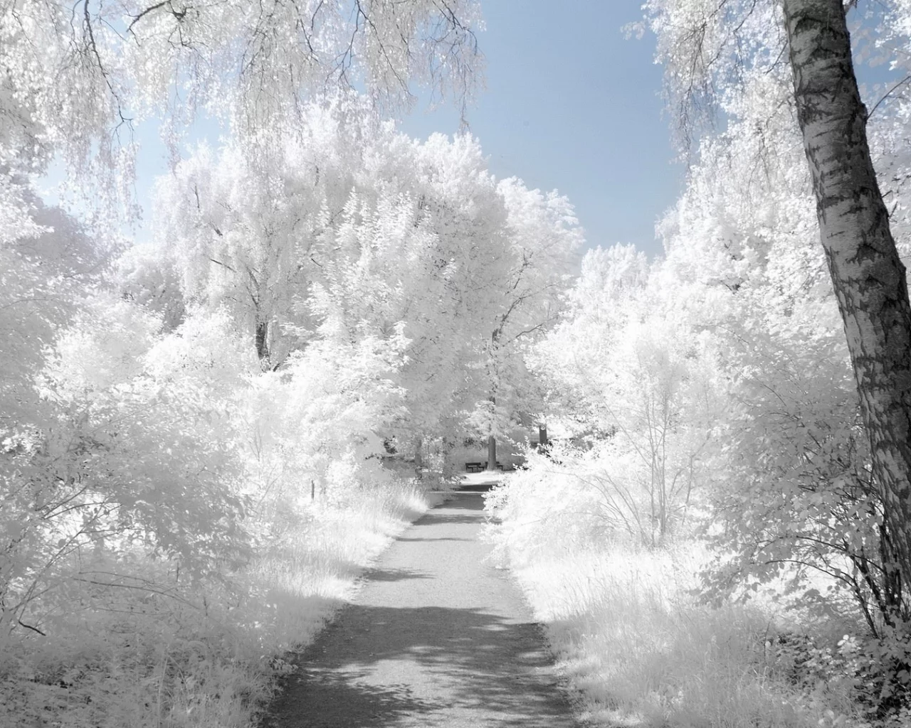snow, снег