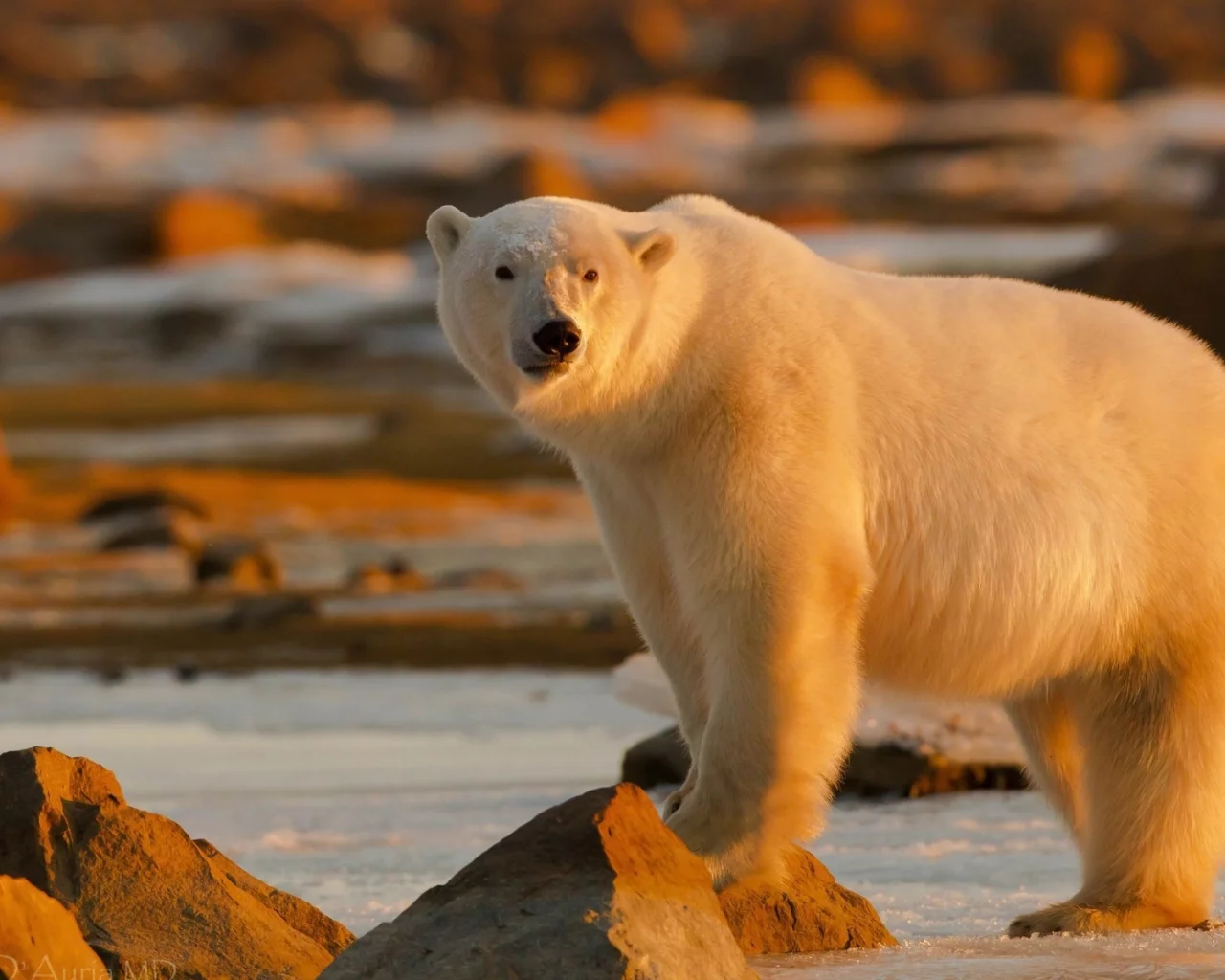 animals, bears, животные, медведи