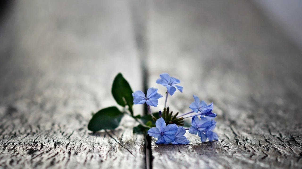 macro, blue flowers, , small