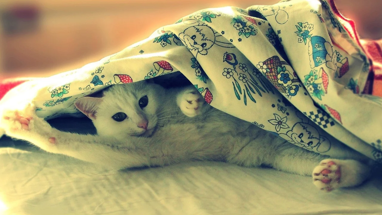 animals, животные