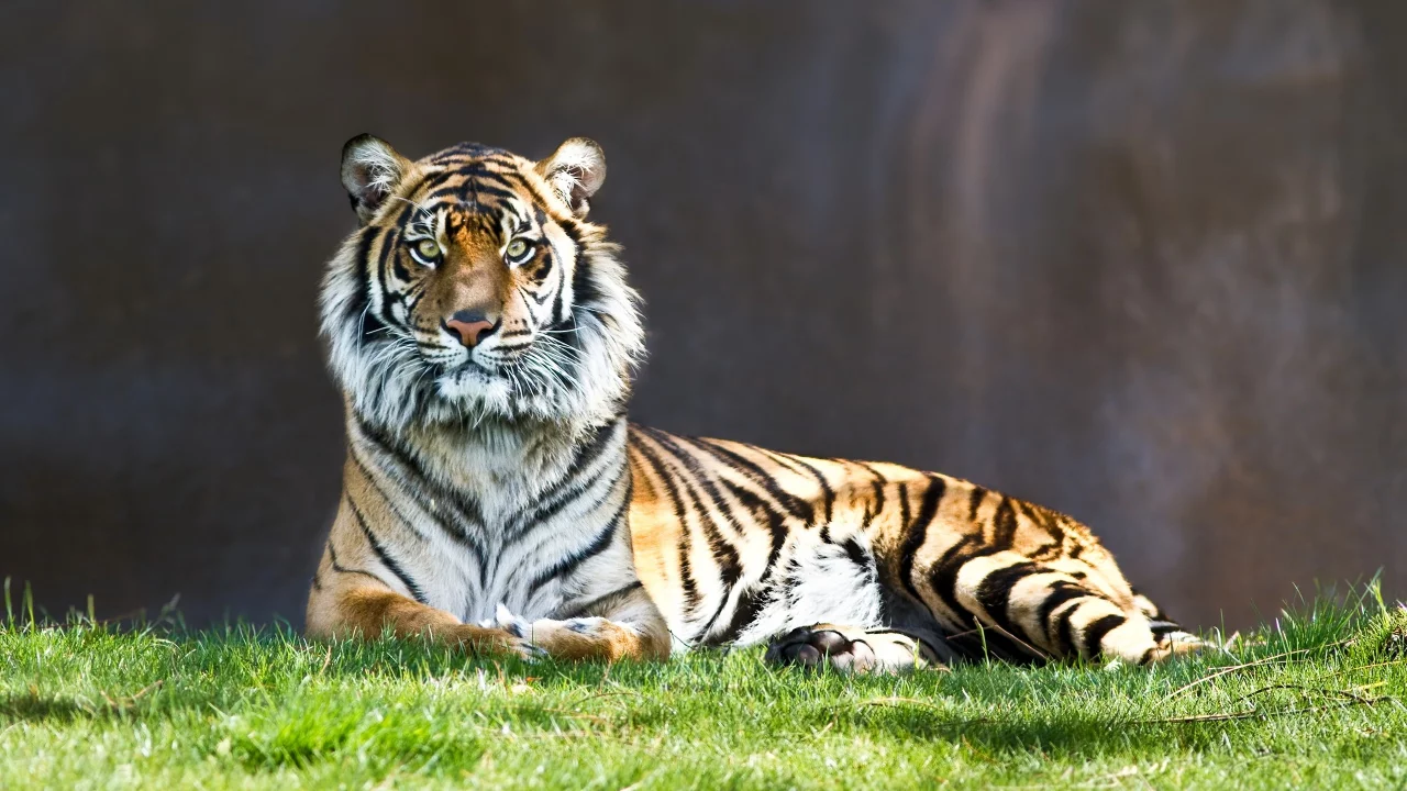 animals, животные