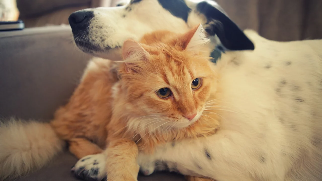 animals, животные