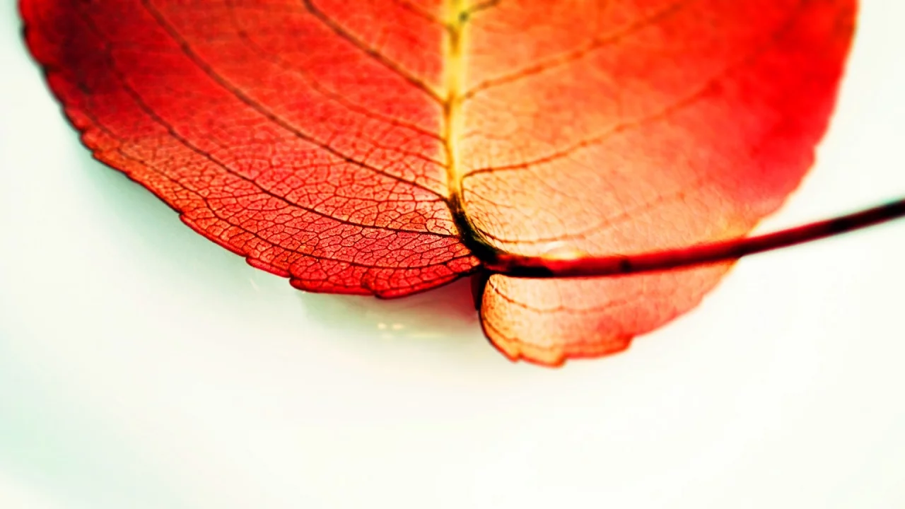 macro, 