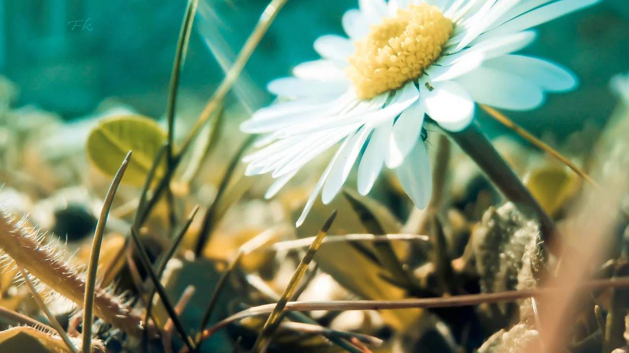 nature, , flowers