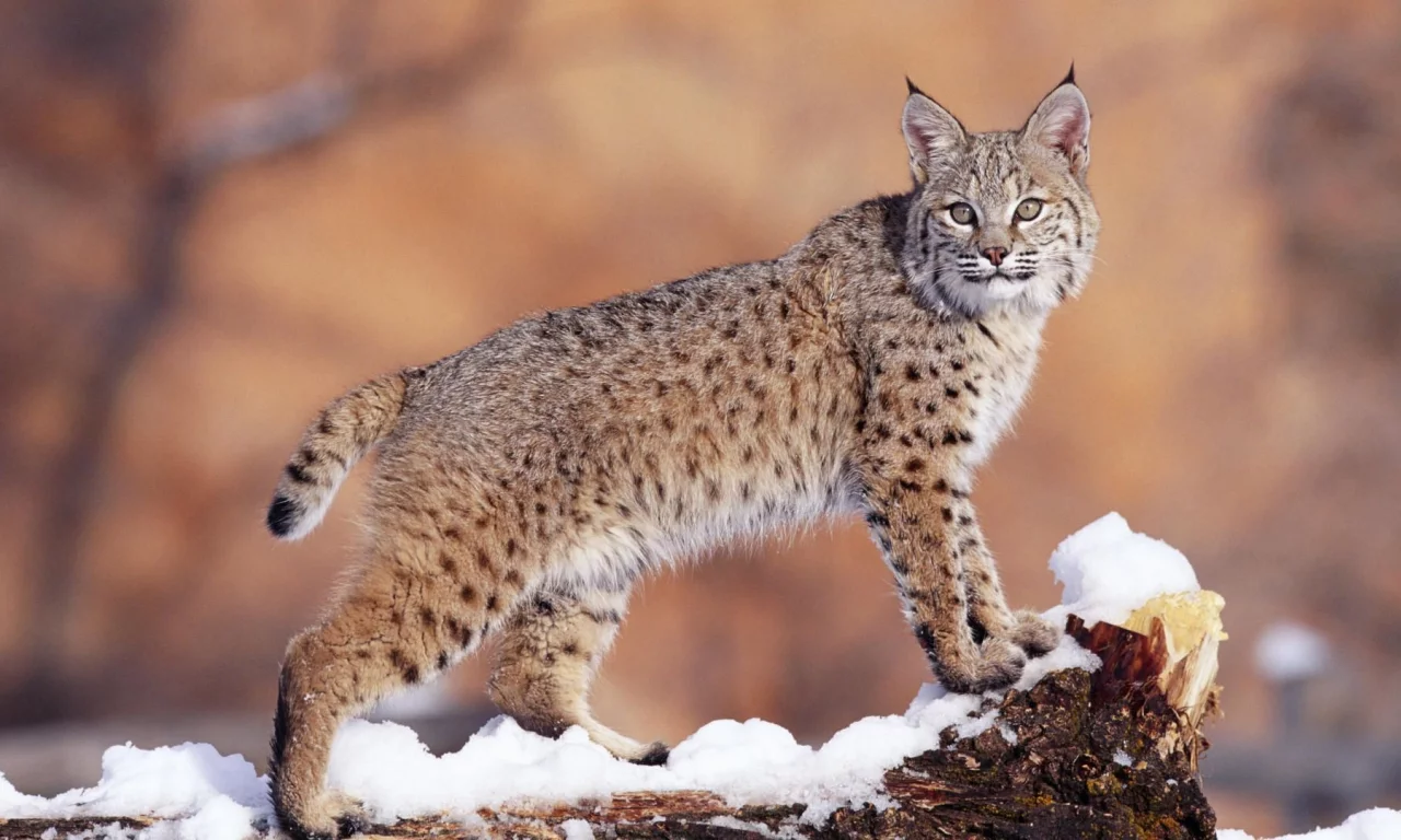 леопард, кошка, снег