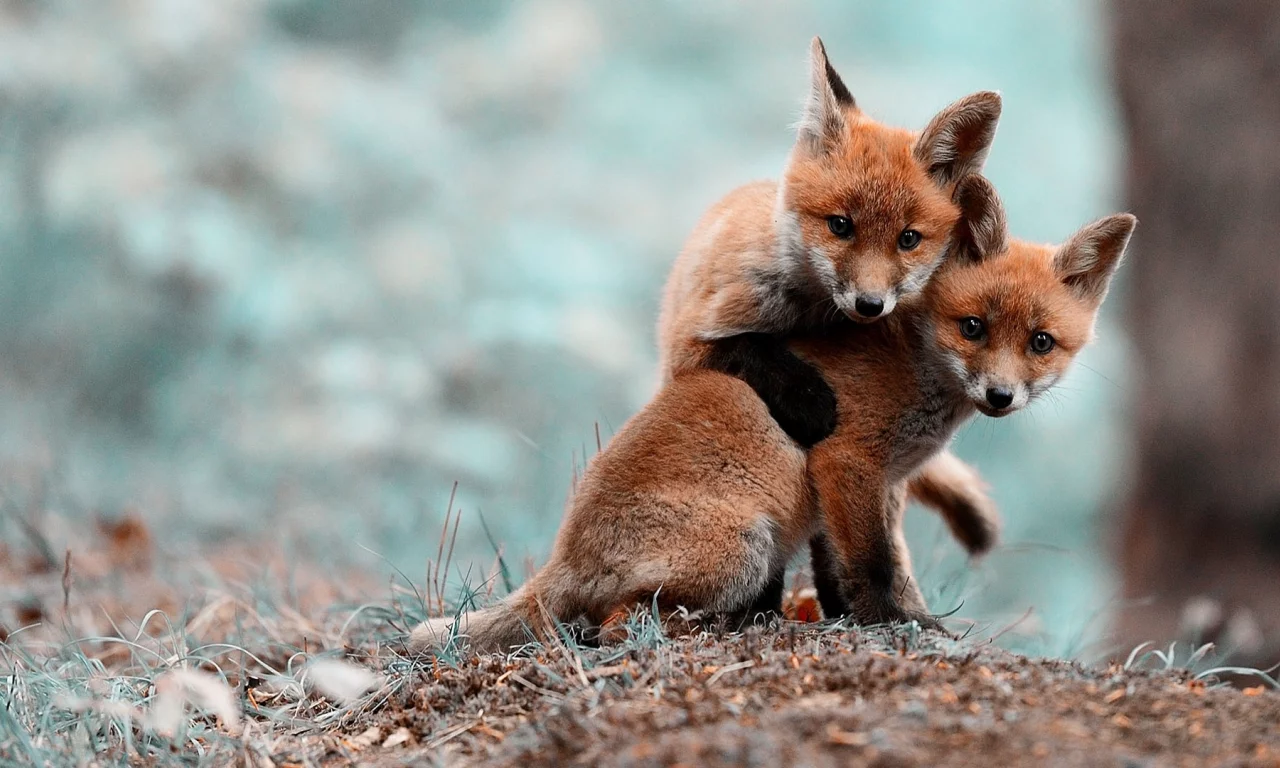 animals, животные, лисы, foxes