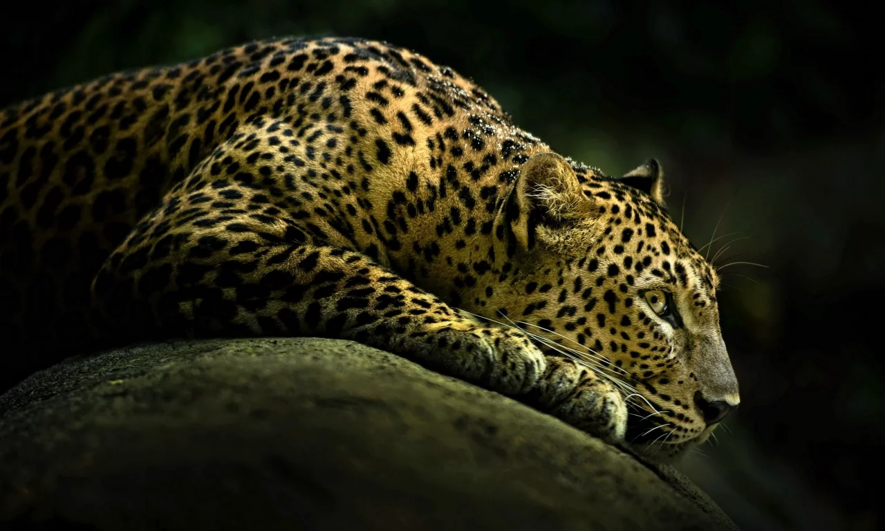 mammals, leopards, Pencil Art, pens, , animals, sketchy