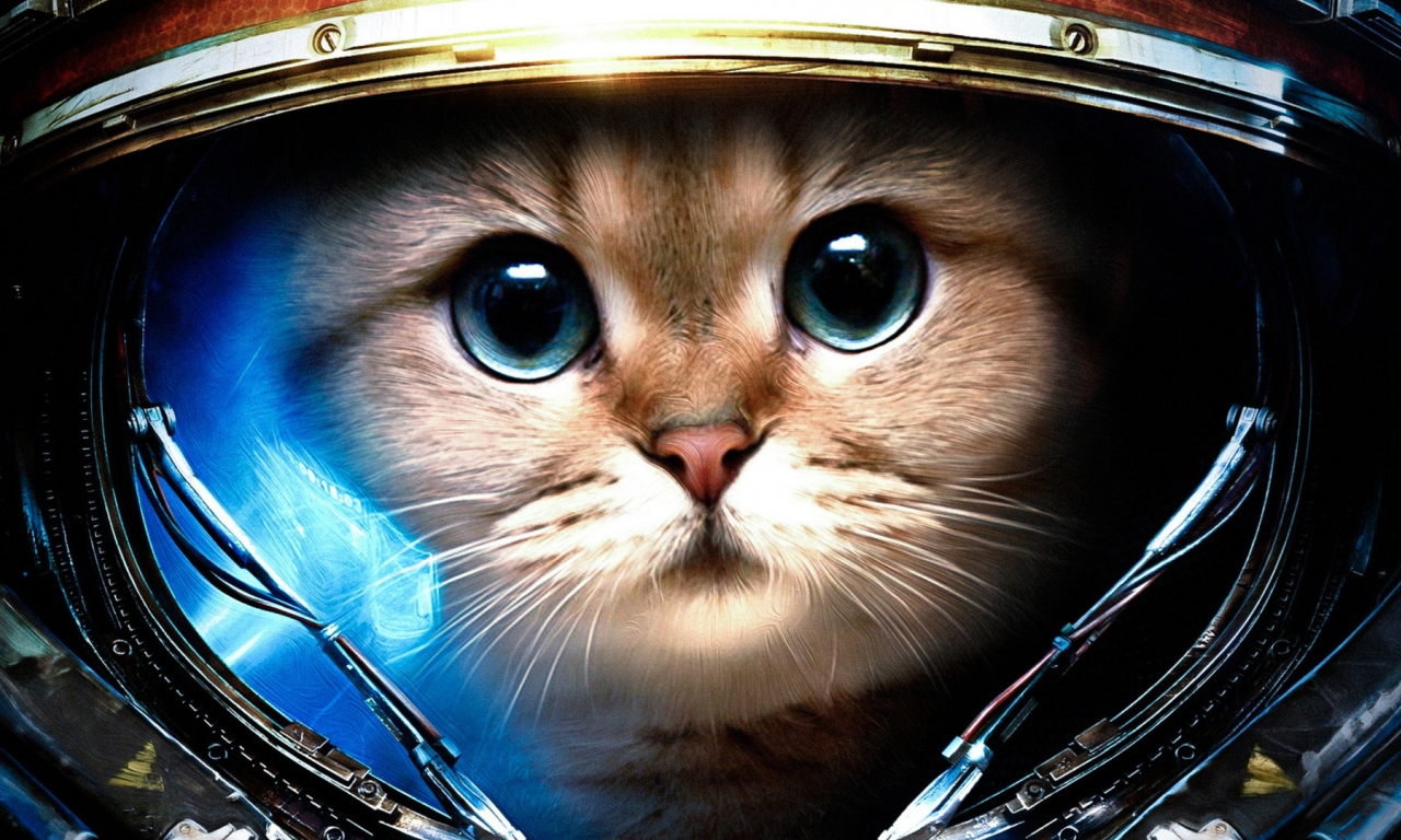 cats (drawn), space suit, кошек ( рисуются), StarCraft II, Скафандр