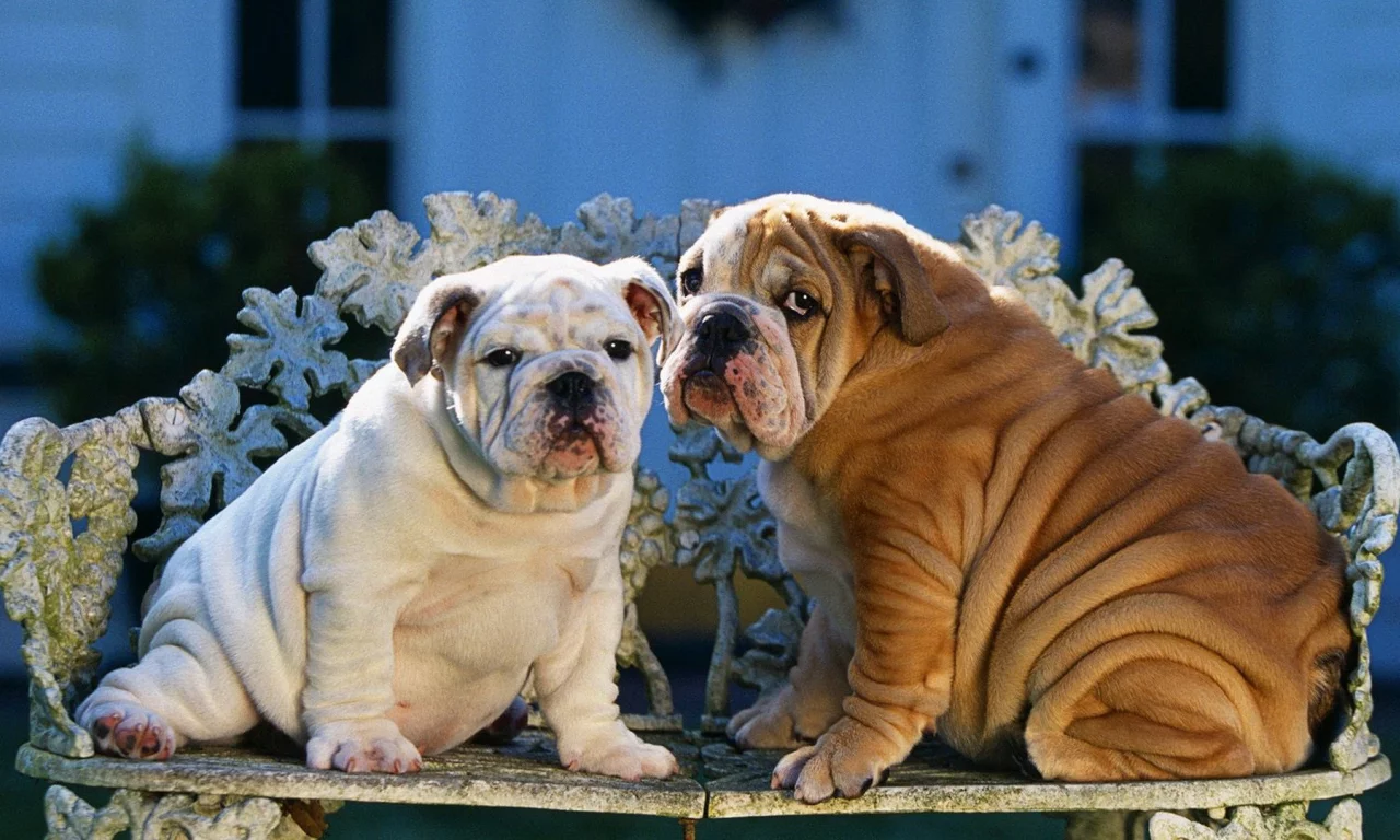 animals, животные