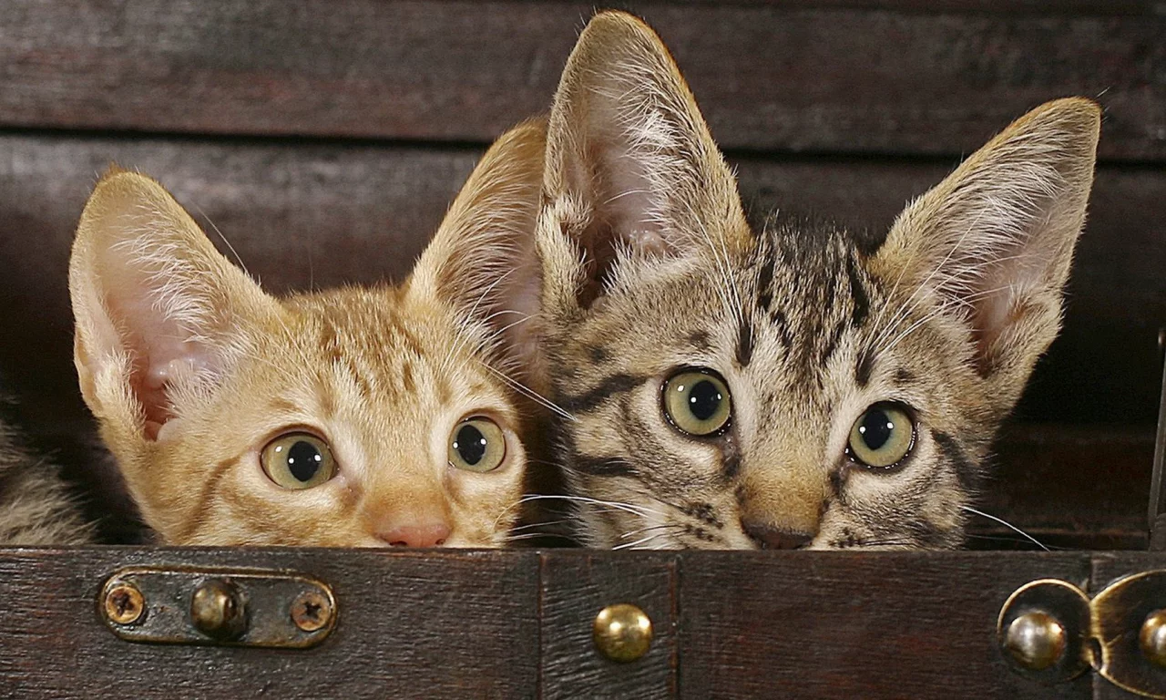 animals, животные