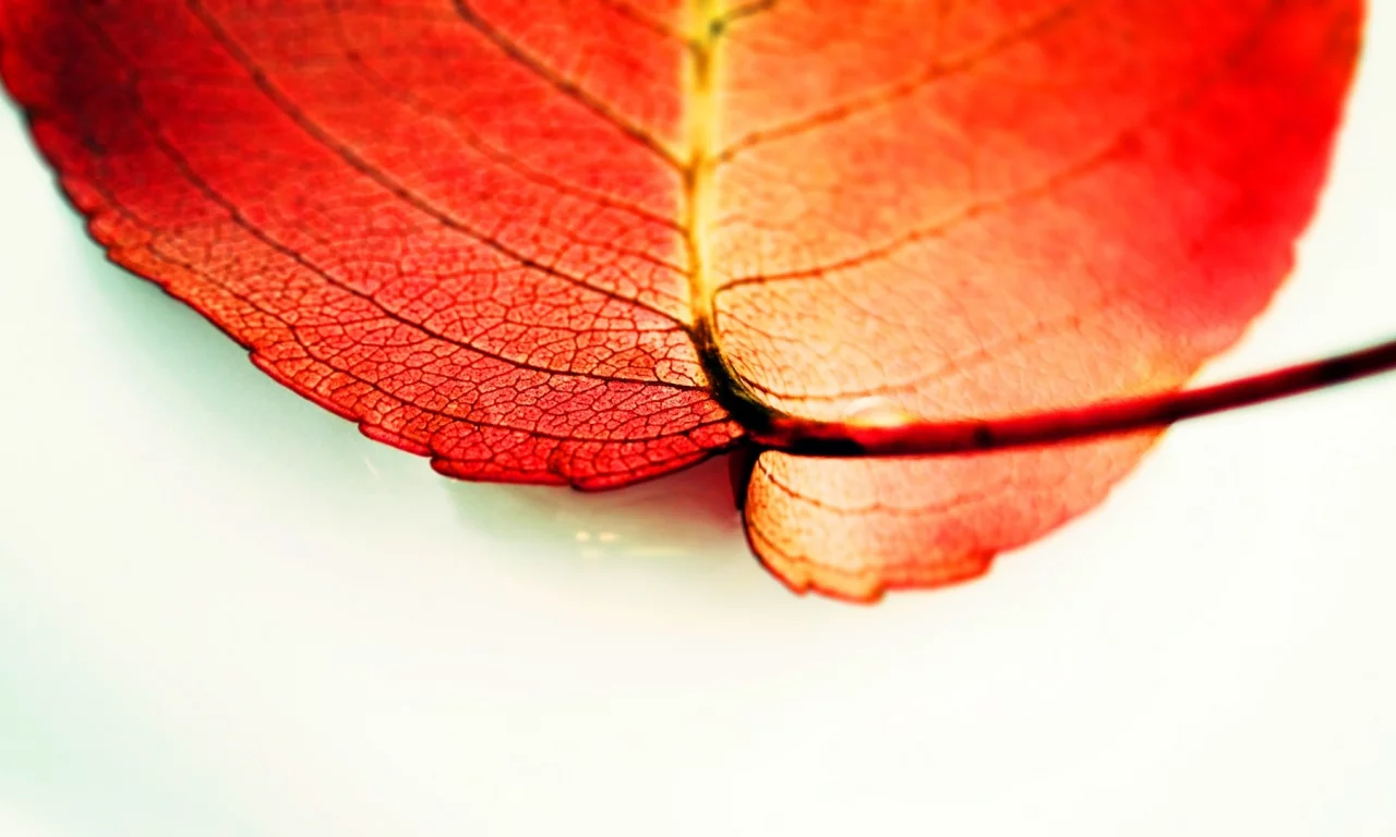 macro, 
