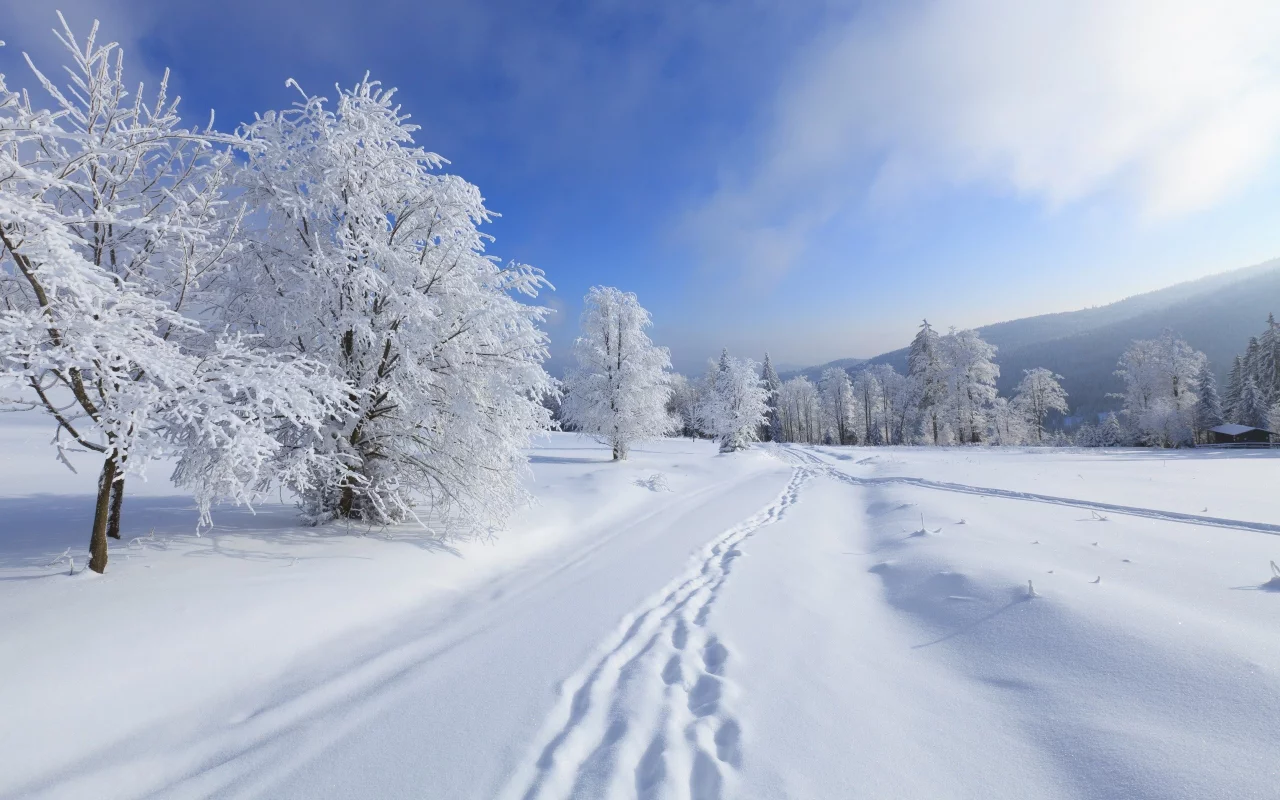 снег, шаги, trees, зима, snow, деревья, steps, winter