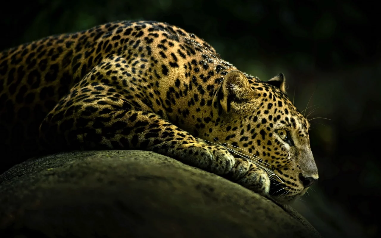 mammals, leopards, Pencil Art, pens, , animals, sketchy