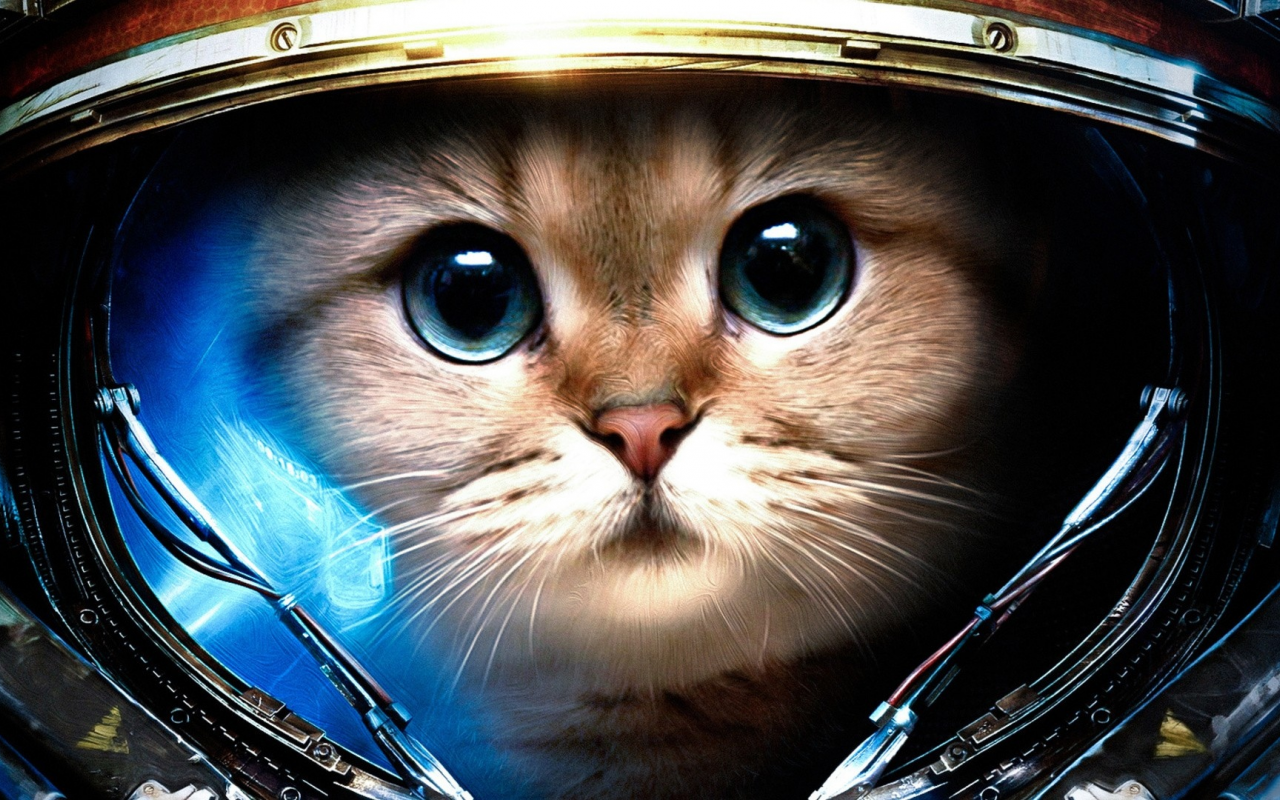 cats (drawn), space suit, кошек ( рисуются), StarCraft II, Скафандр