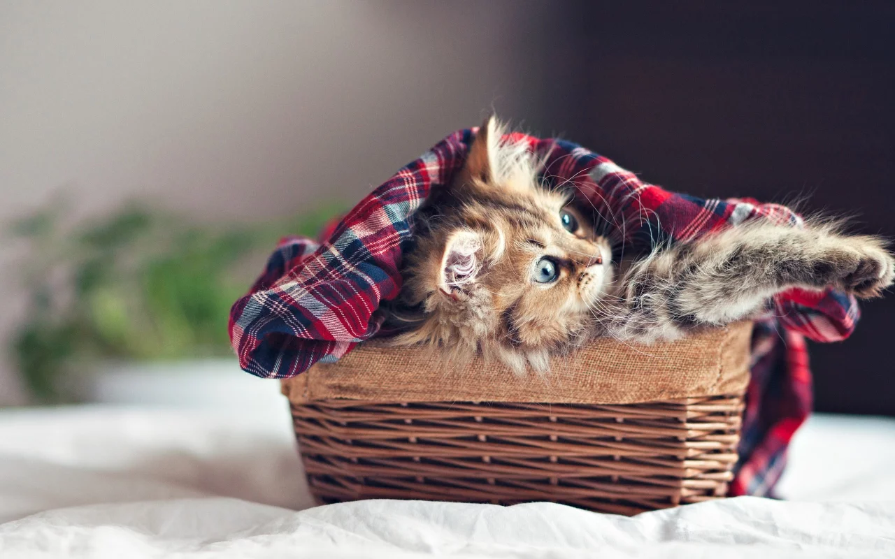 blanket, animals, животных, корзины, одеяло, kittens, котята, baskets