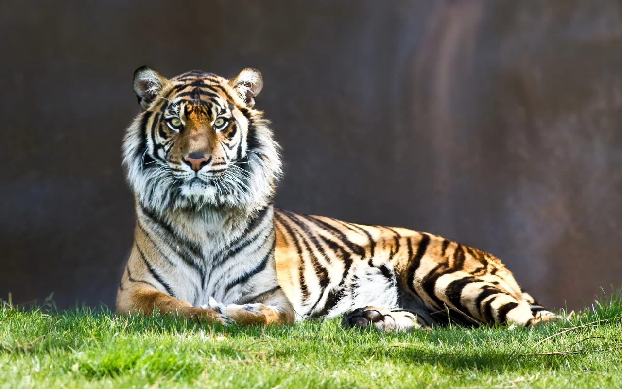 animals, животные