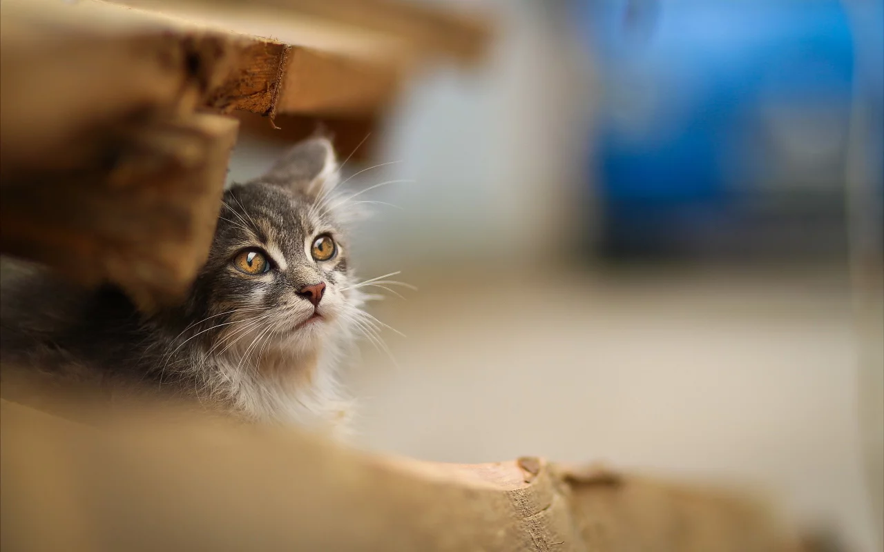 кошки, cats
