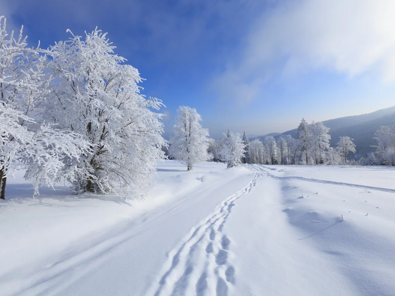 снег, шаги, trees, зима, snow, деревья, steps, winter