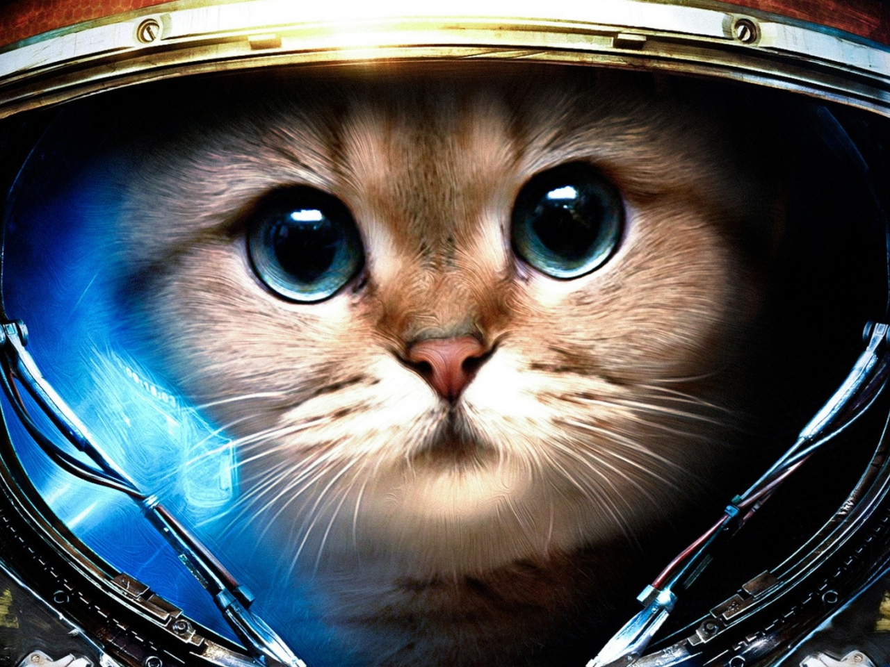 cats (drawn), space suit, кошек ( рисуются), StarCraft II, Скафандр