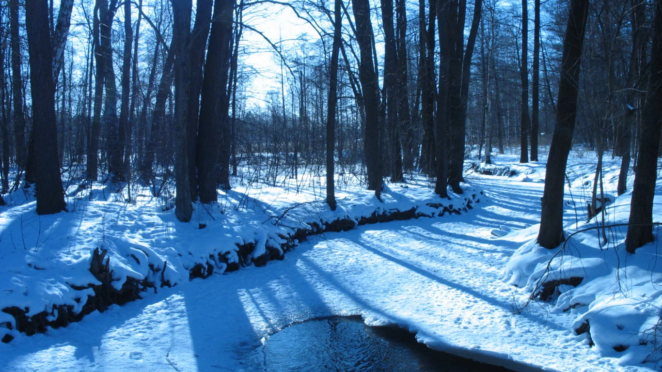 winter, ice, trees, , forest, rivers, water, nature, snow