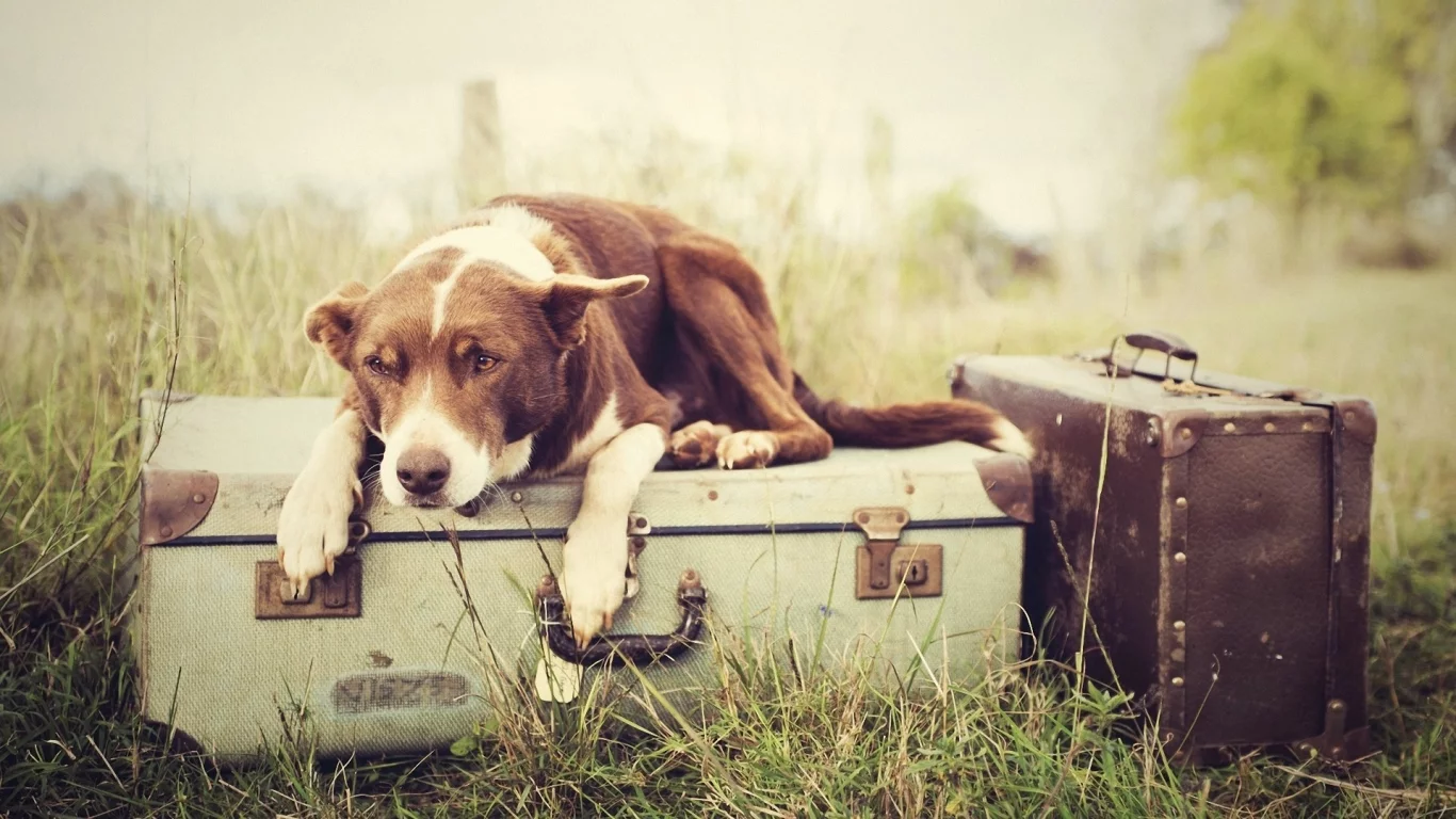 plants, nature, растения, ожидание, трава, luggages, багаж, waiting, grass, собаки, природа, dogs