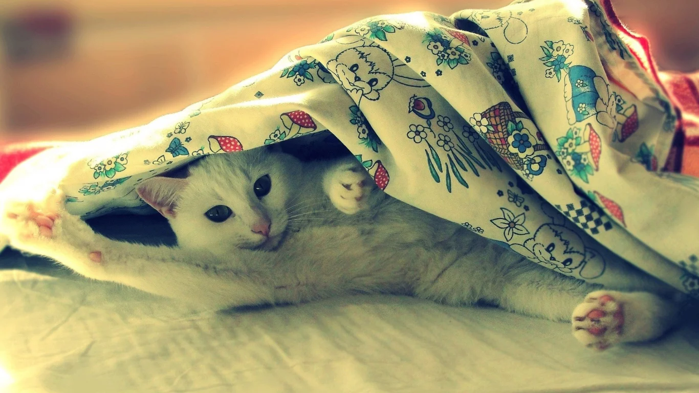 animals, животные