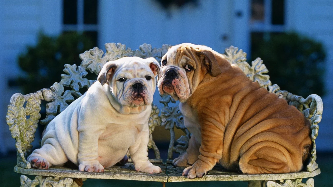 animals, животные