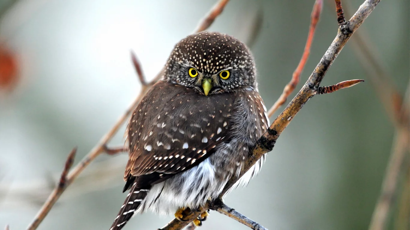 birds, owls, птицы, совами