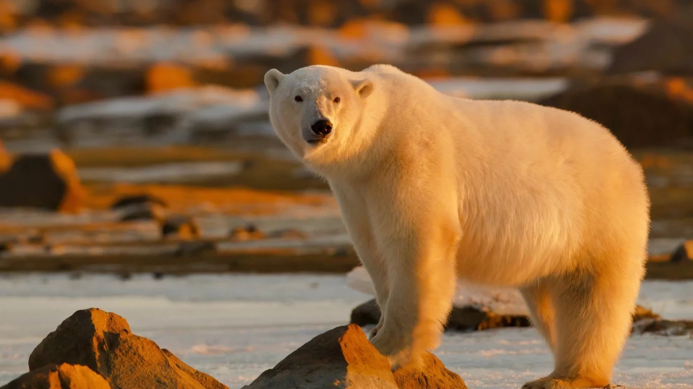 animals, bears, животные, медведи